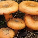 Свежие грибы