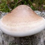 Трутовик березовый: лечебные свойства и противопоказания, рецепты настойки из гриба, фото