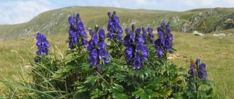 Find out all about the beneficial properties of the Djungarian aconite plant.