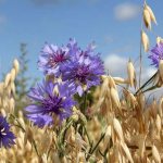 Blue cornflower usually grows in fields with cereal crops.