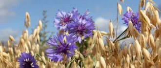 Blue cornflower usually grows in fields with cereal crops.