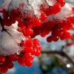 Viburnum berries under the snow