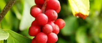 Schisandra berries: beneficial properties, application, contraindications