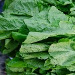 Mustard greens: benefits and harms, nutritional value