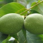 Зеленые орехи: какие болезни лечат, польза и вред, применение, рецепты